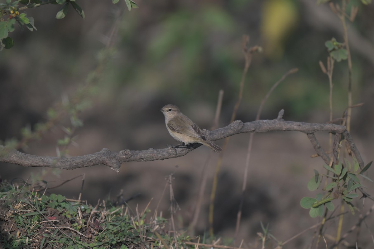 嘰喳柳鶯 - ML647022953