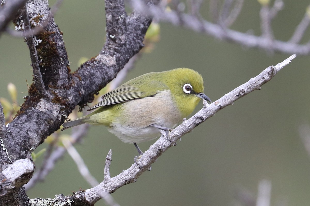 日菲繡眼 - ML647022955