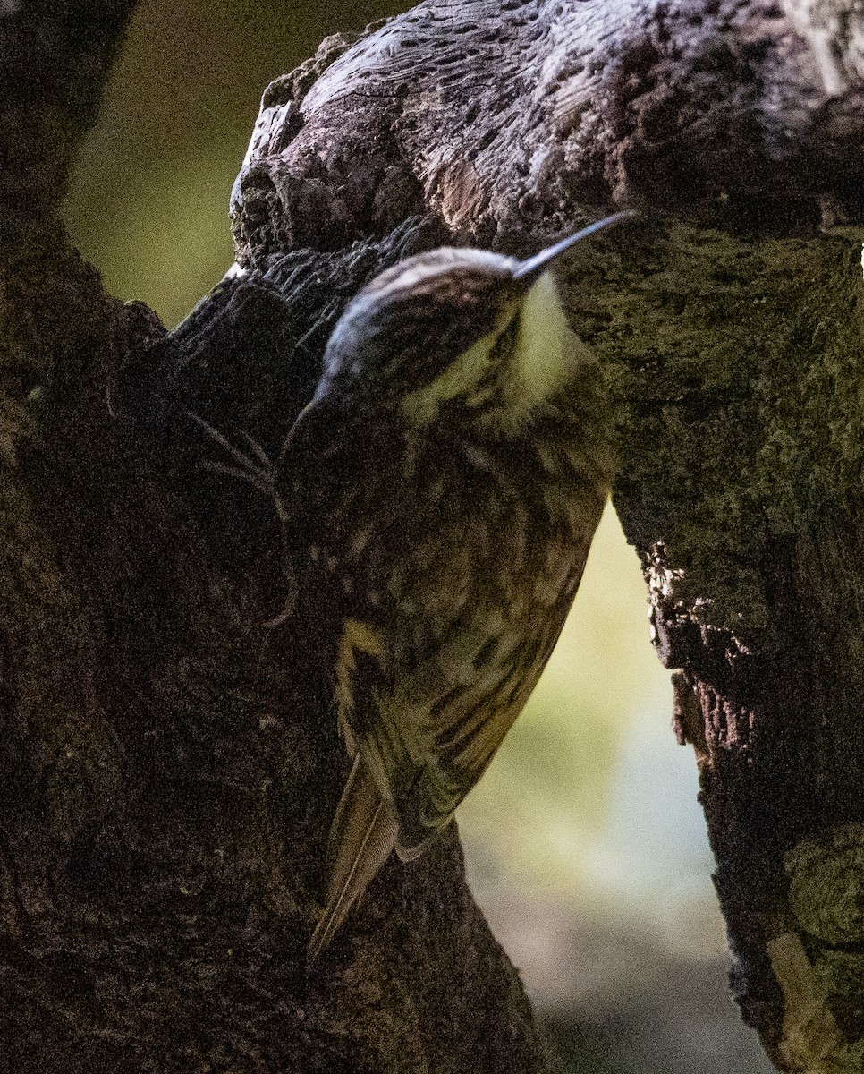 Brown Creeper - ML647022956