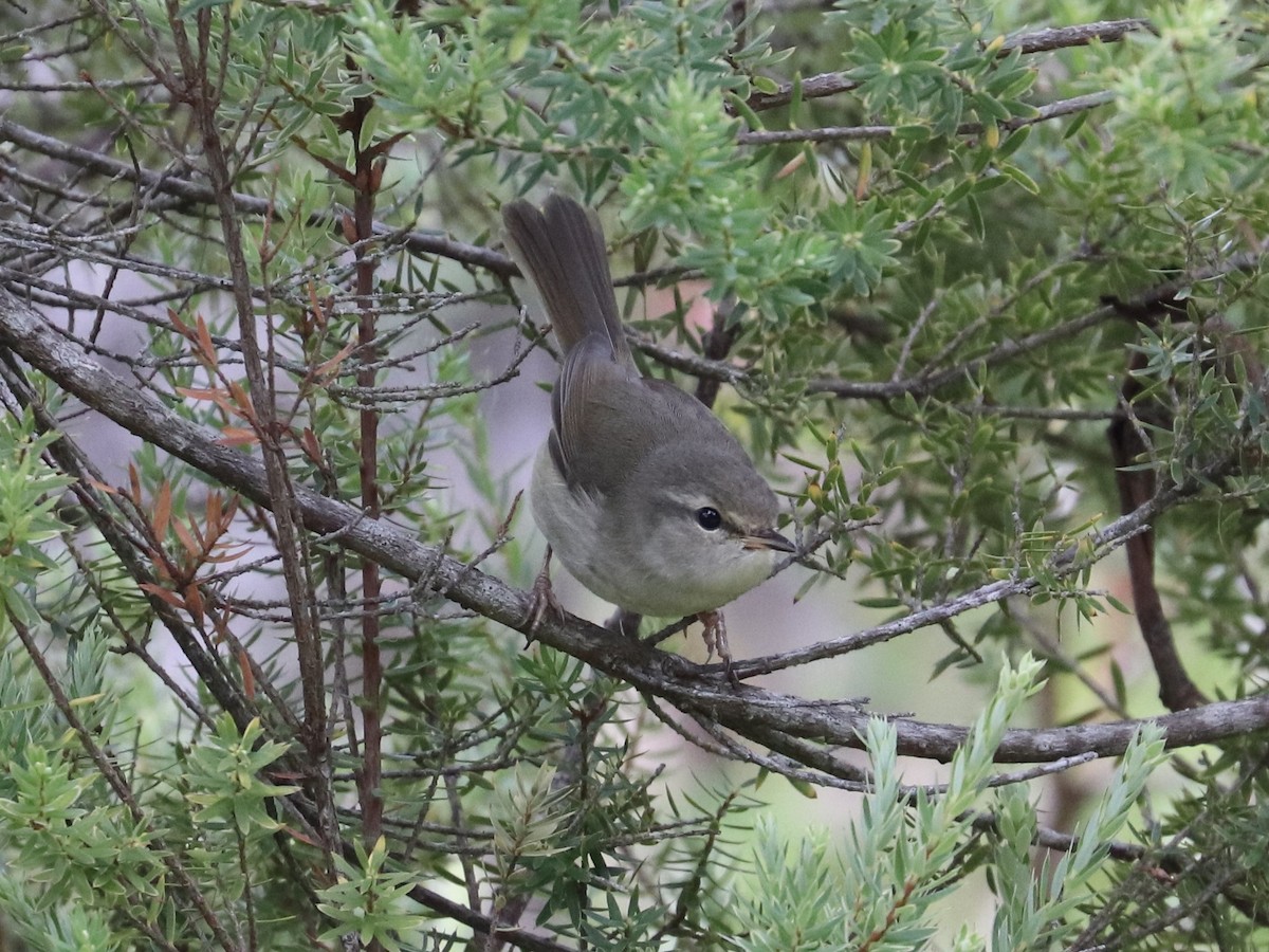 日本樹鶯 - ML647022965
