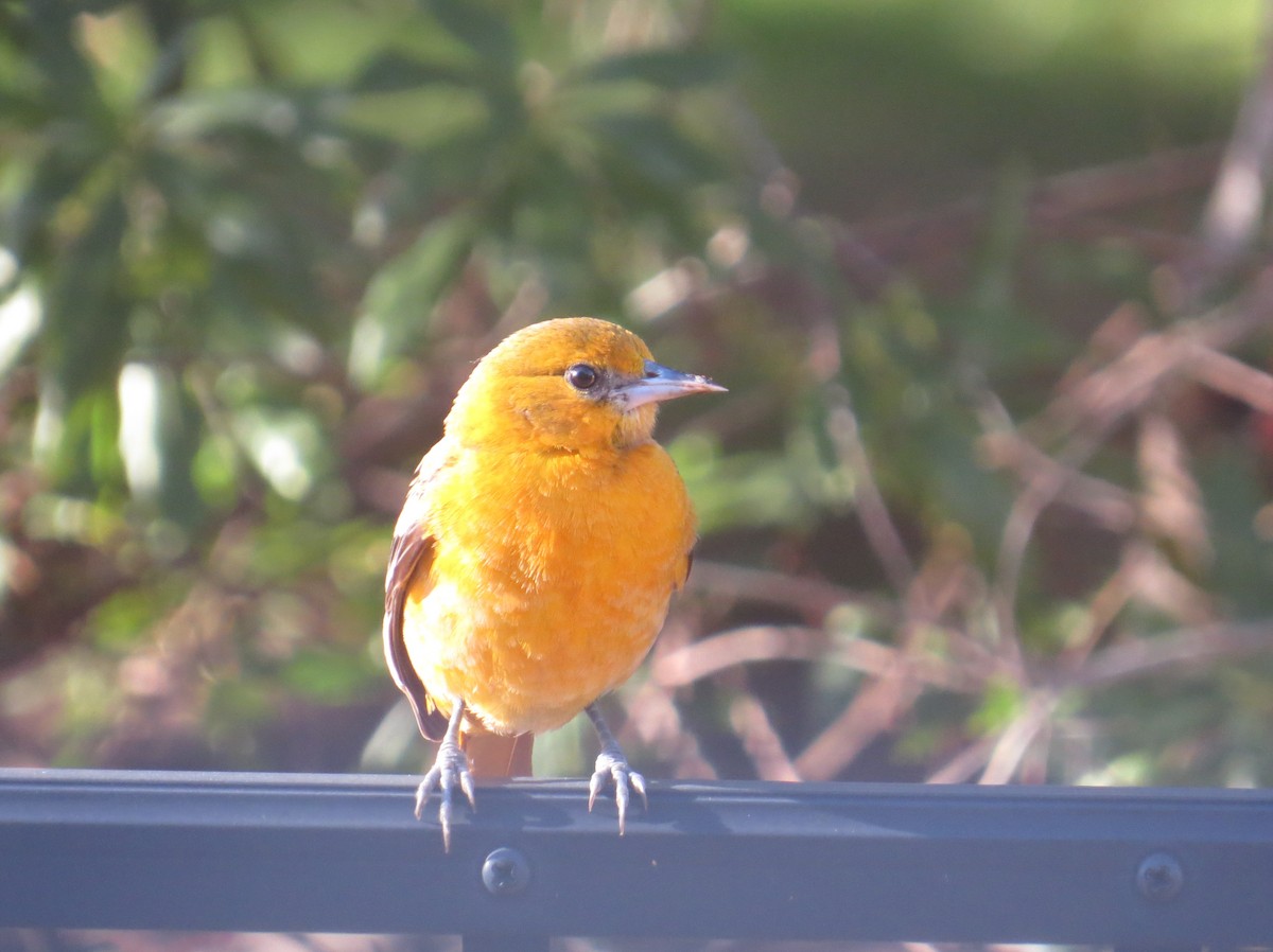 Baltimore Oriole - ML647022966