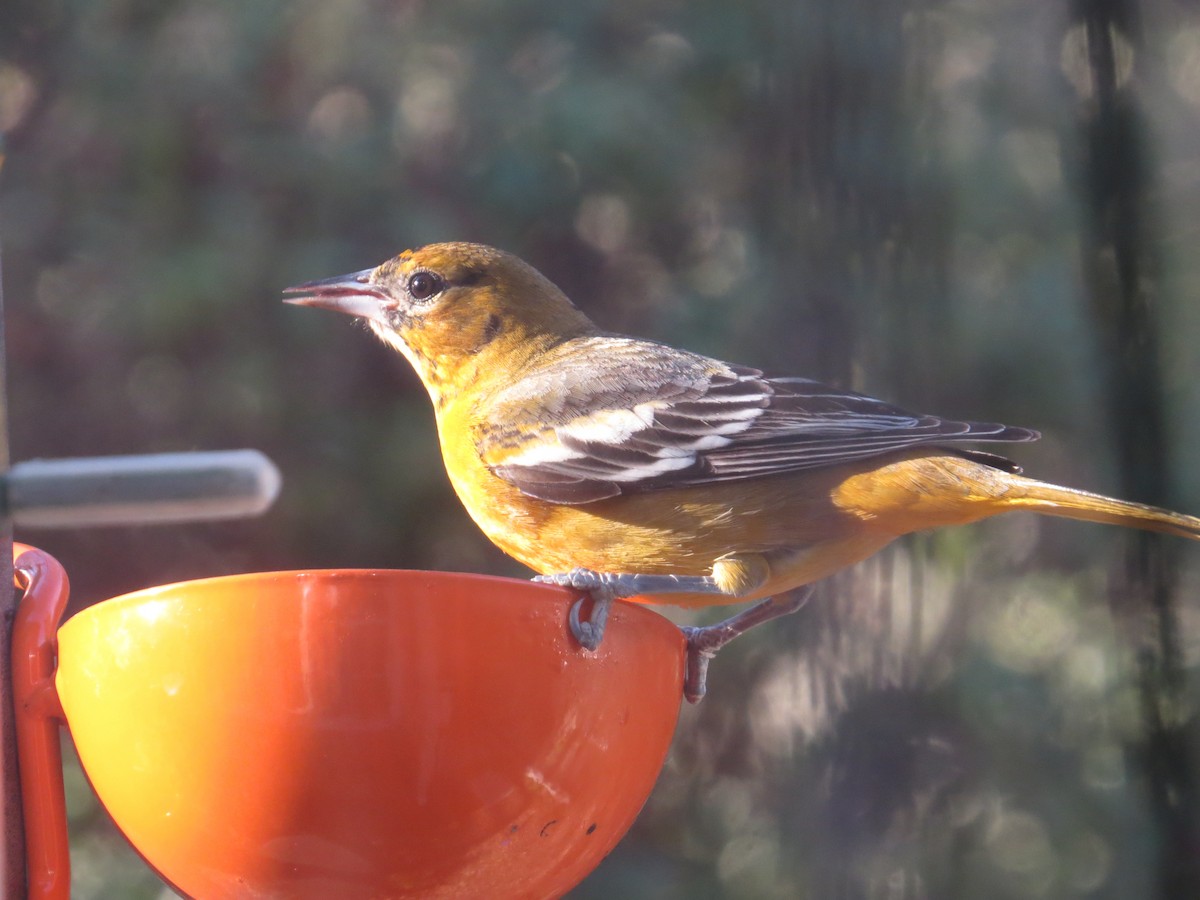 Baltimore Oriole - ML647022967