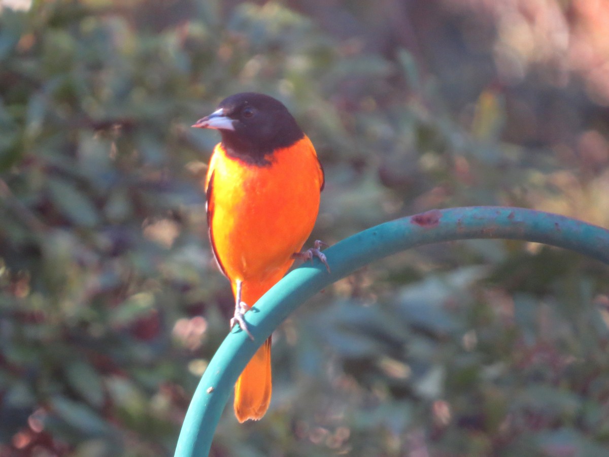 Baltimore Oriole - ML647022968
