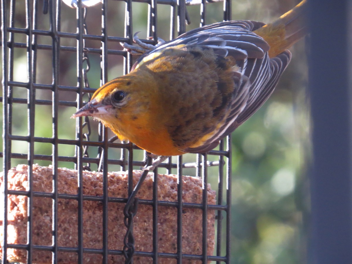 Baltimore Oriole - ML647022969