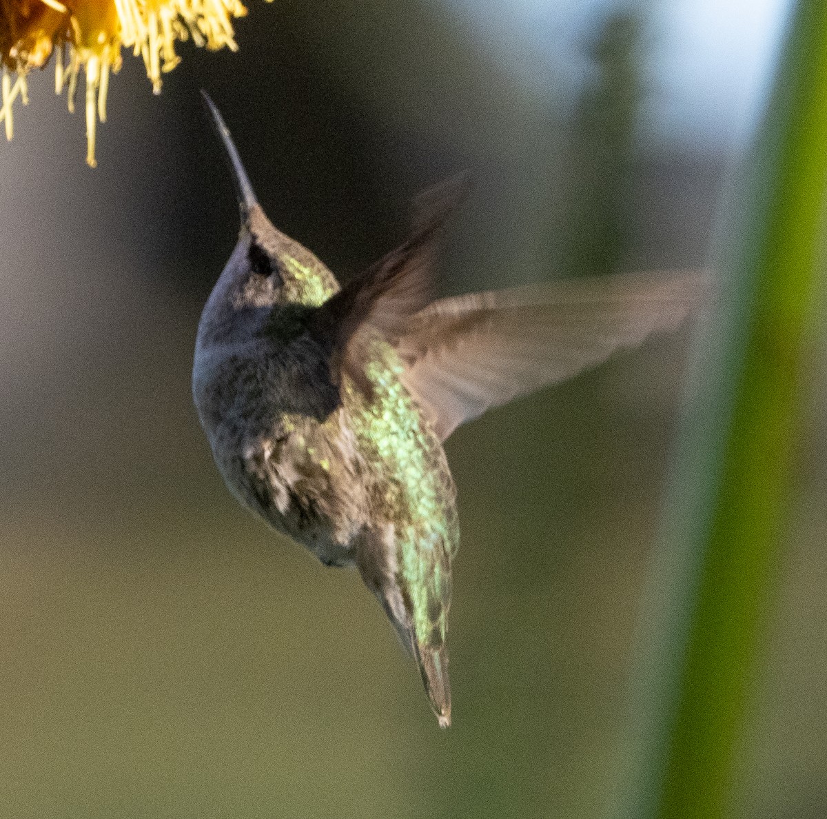 Anna's Hummingbird - ML647022972