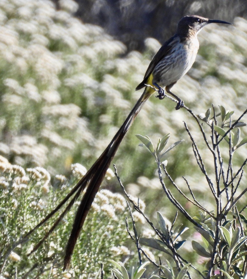 Cape Sugarbird - ML647022973