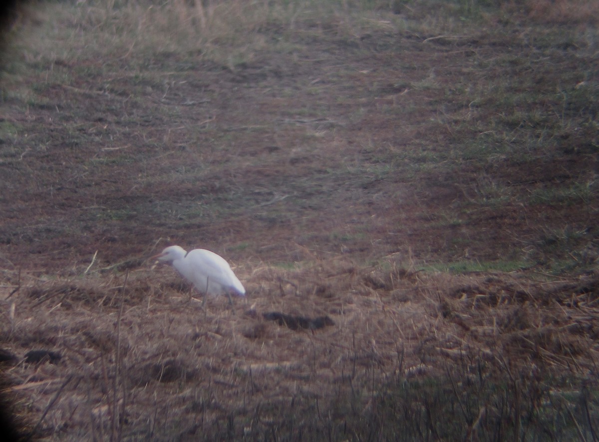 Western Cattle-Egret - ML647022974