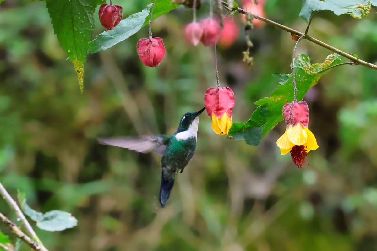 White-throated Daggerbill - ML647022976