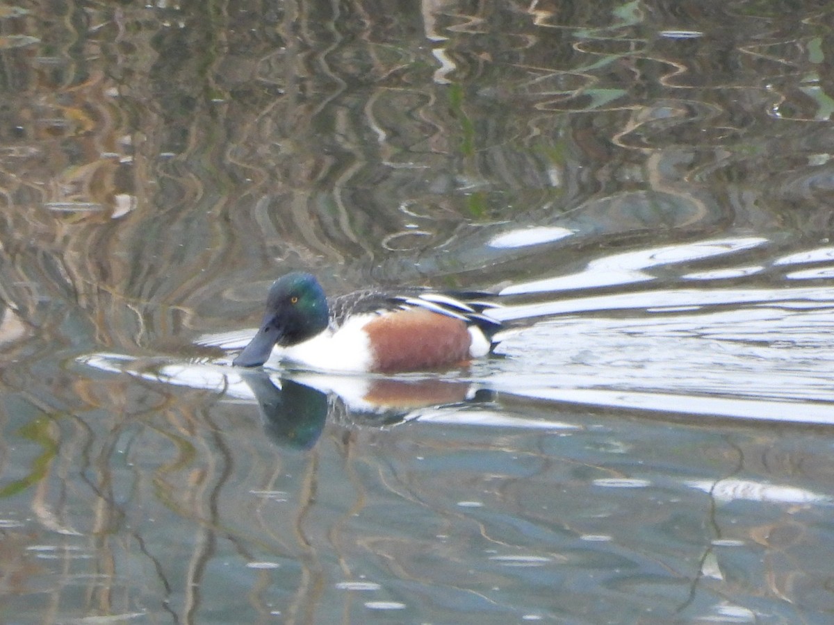 琵嘴鴨 - ML647022978