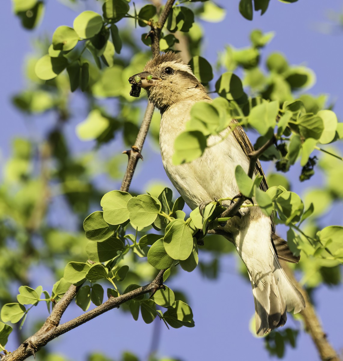 Yellow-throated Bush Sparrow - ML647022979