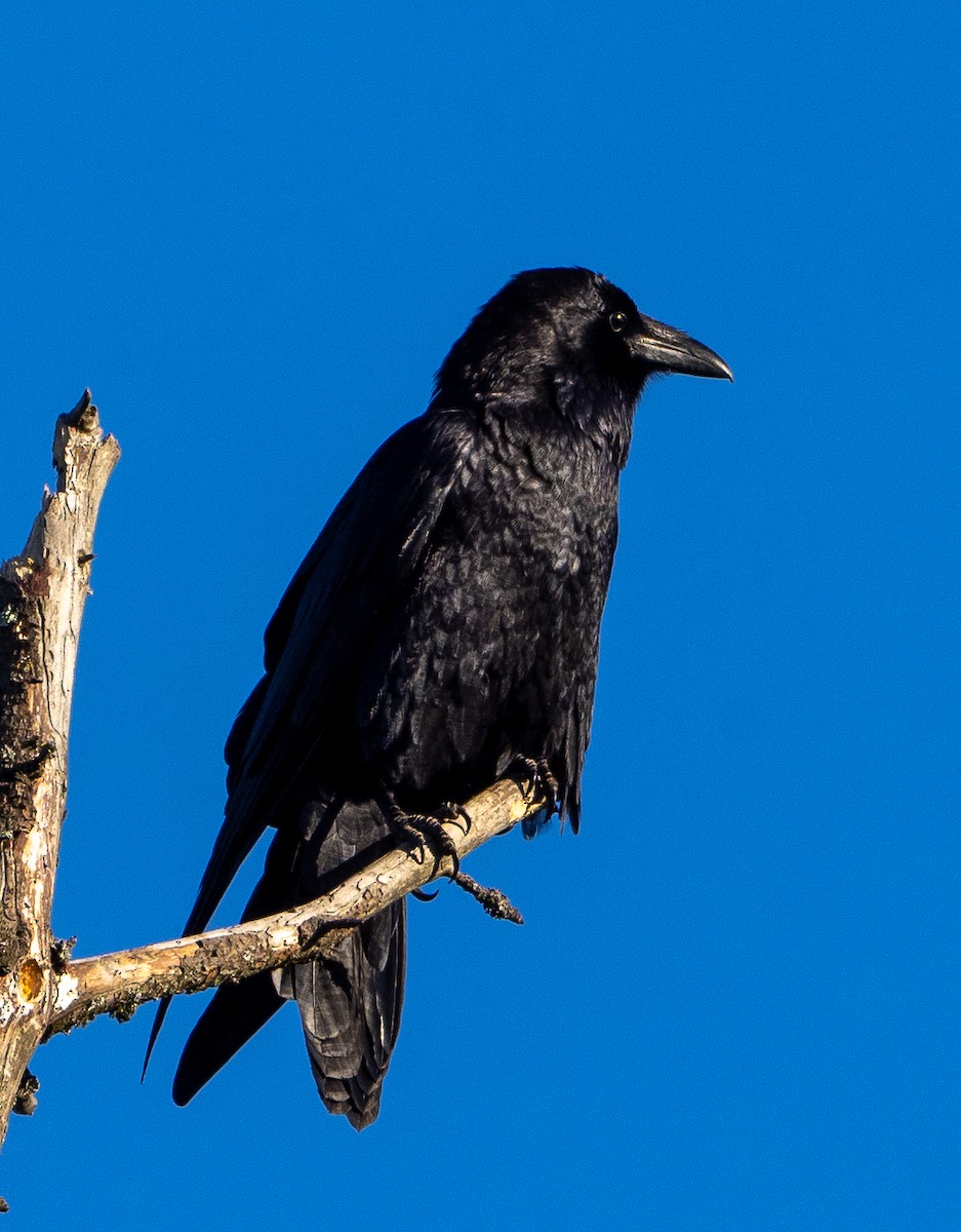 Corvo imperiale - ML647022983