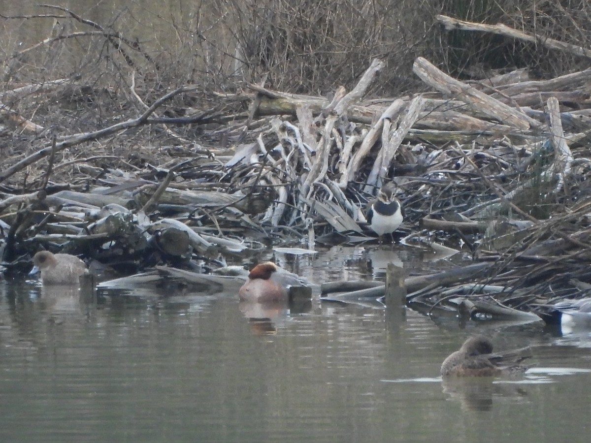 Eurasian Wigeon - ML647022985