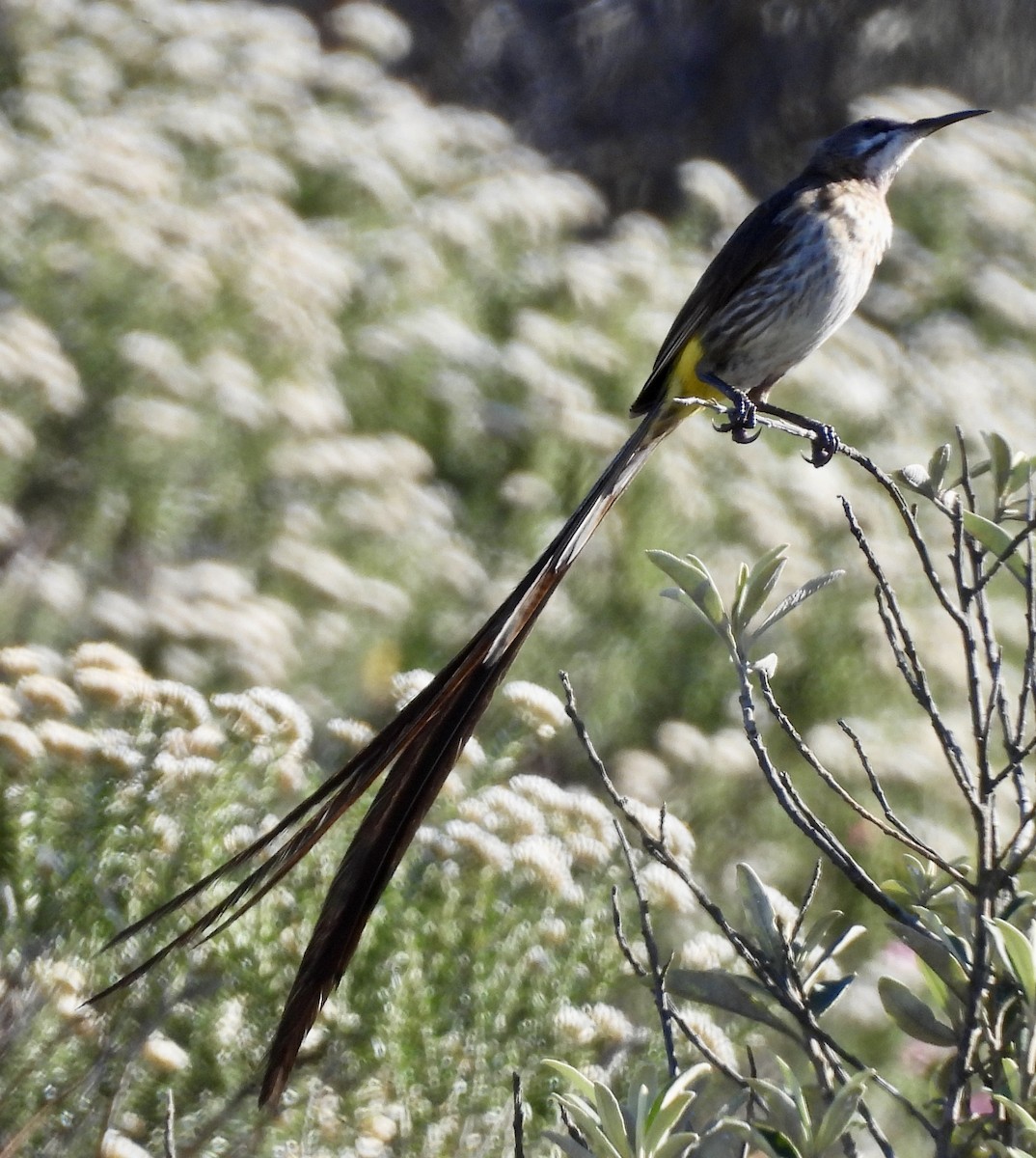 Цукролюб буроволий - ML647022997