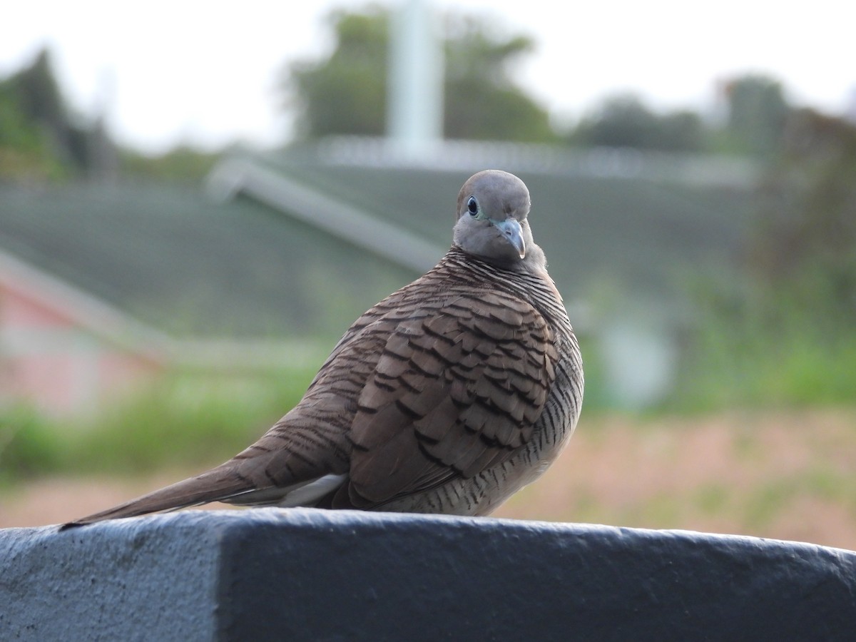 Zebra Dove - ML647022999
