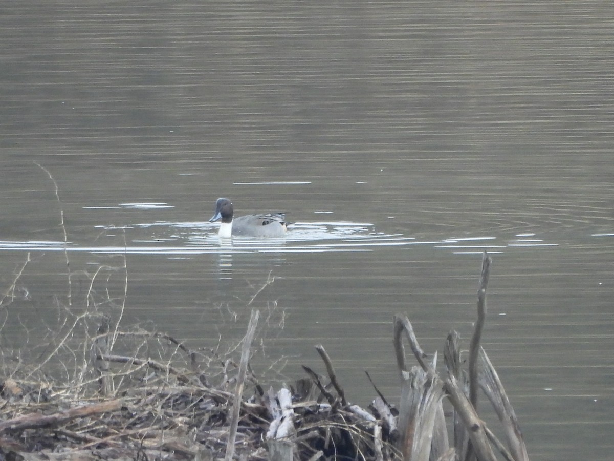 Northern Pintail - ML647023001