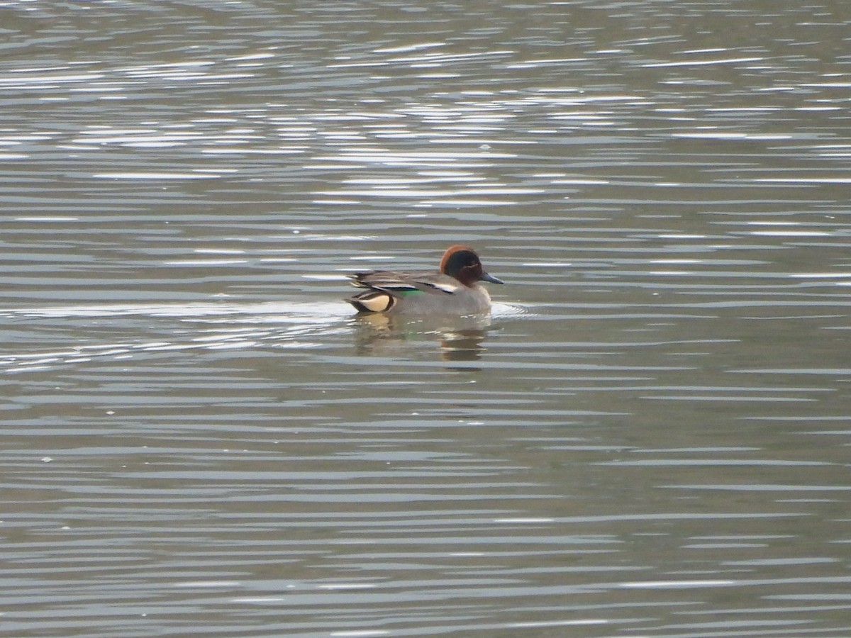 Green-winged Teal - ML647023002