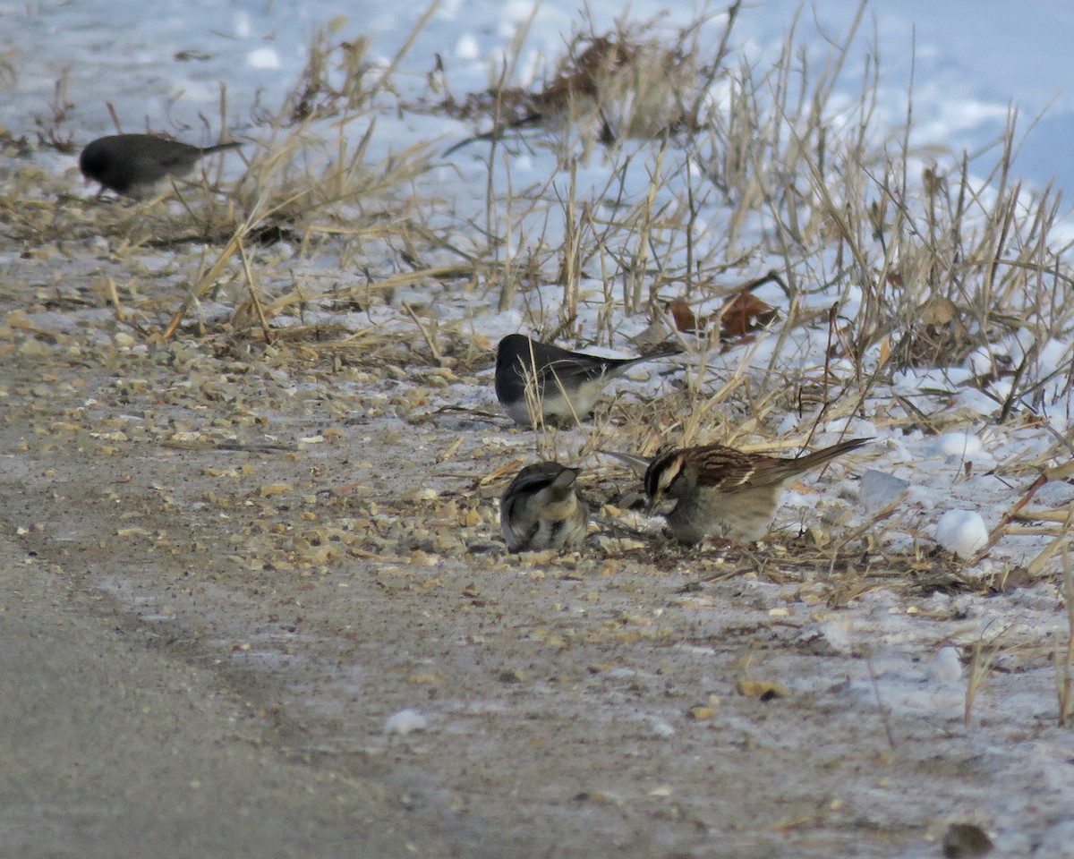 White-throated Sparrow - ML647023005