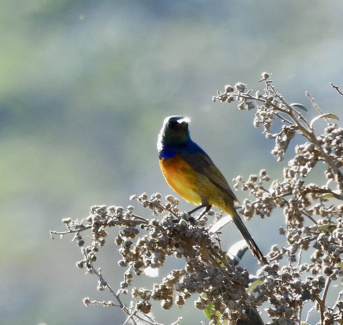 Нектарка капська - ML647023006