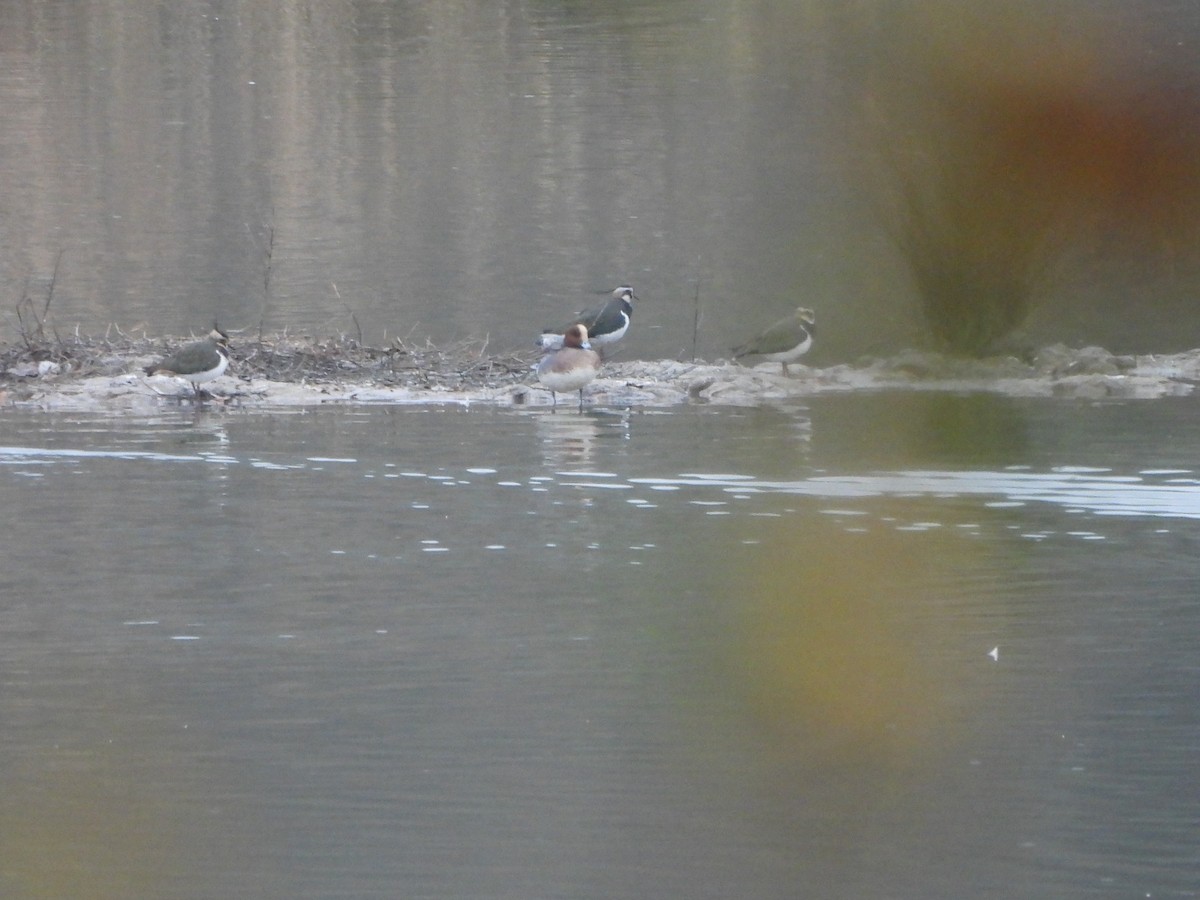 Northern Lapwing - ML647023007