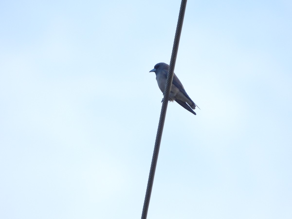Ashy Woodswallow - ML647023008