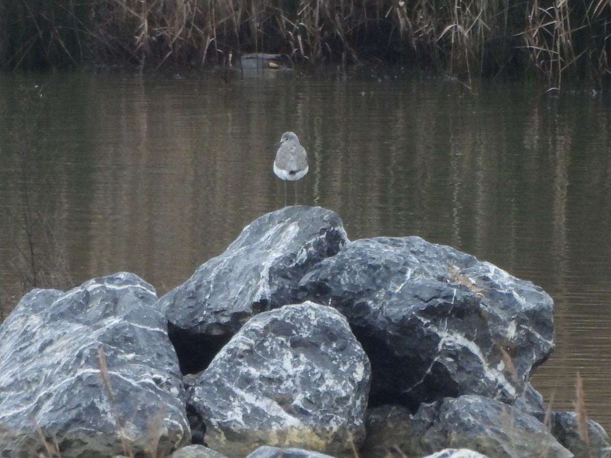Common Greenshank - ML647023009