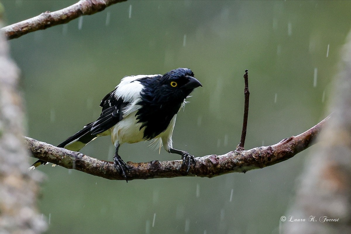 Tangara pillurion - ML647023011