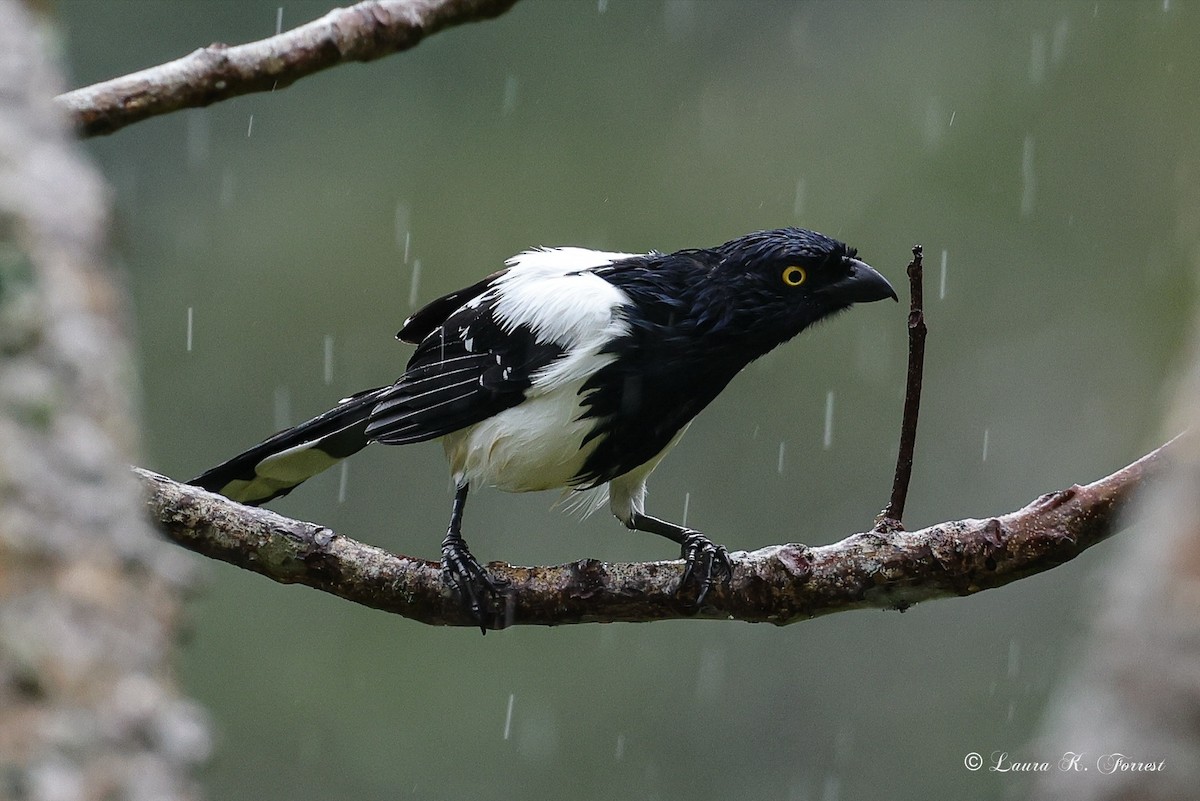 Tangara pillurion - ML647023012