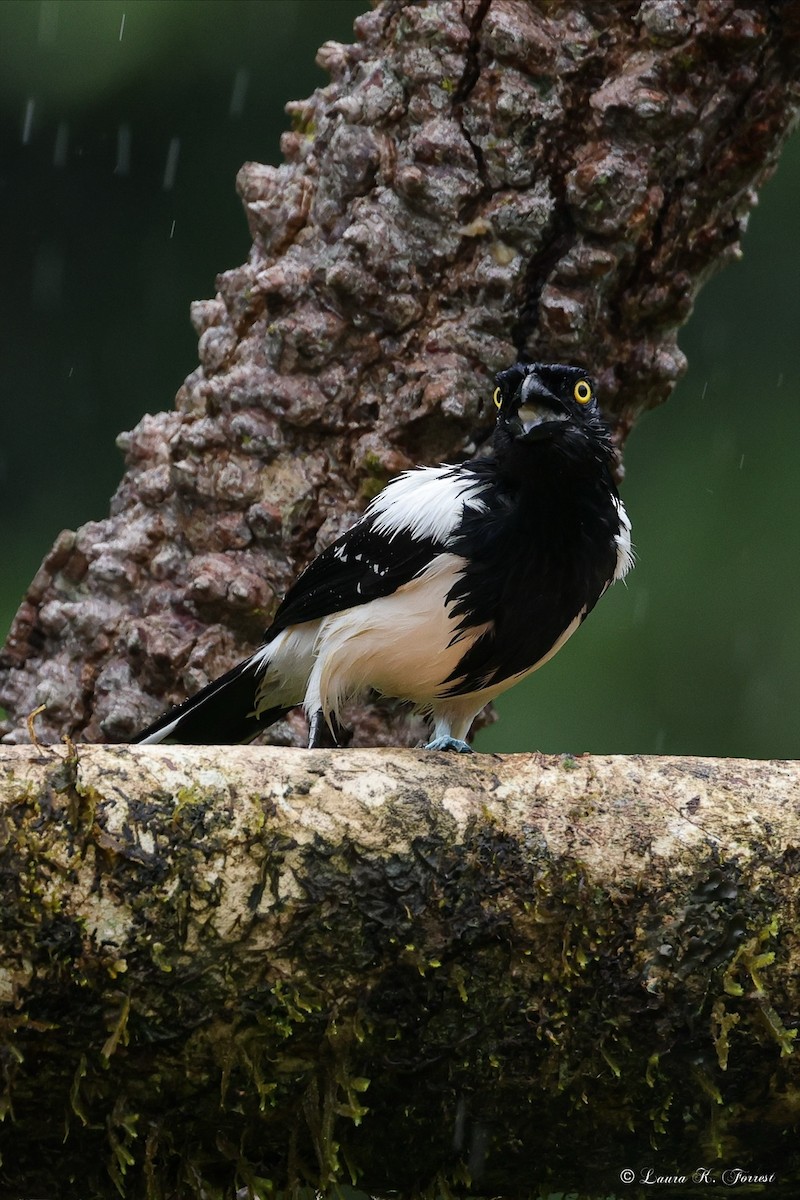 Tangara pillurion - ML647023015