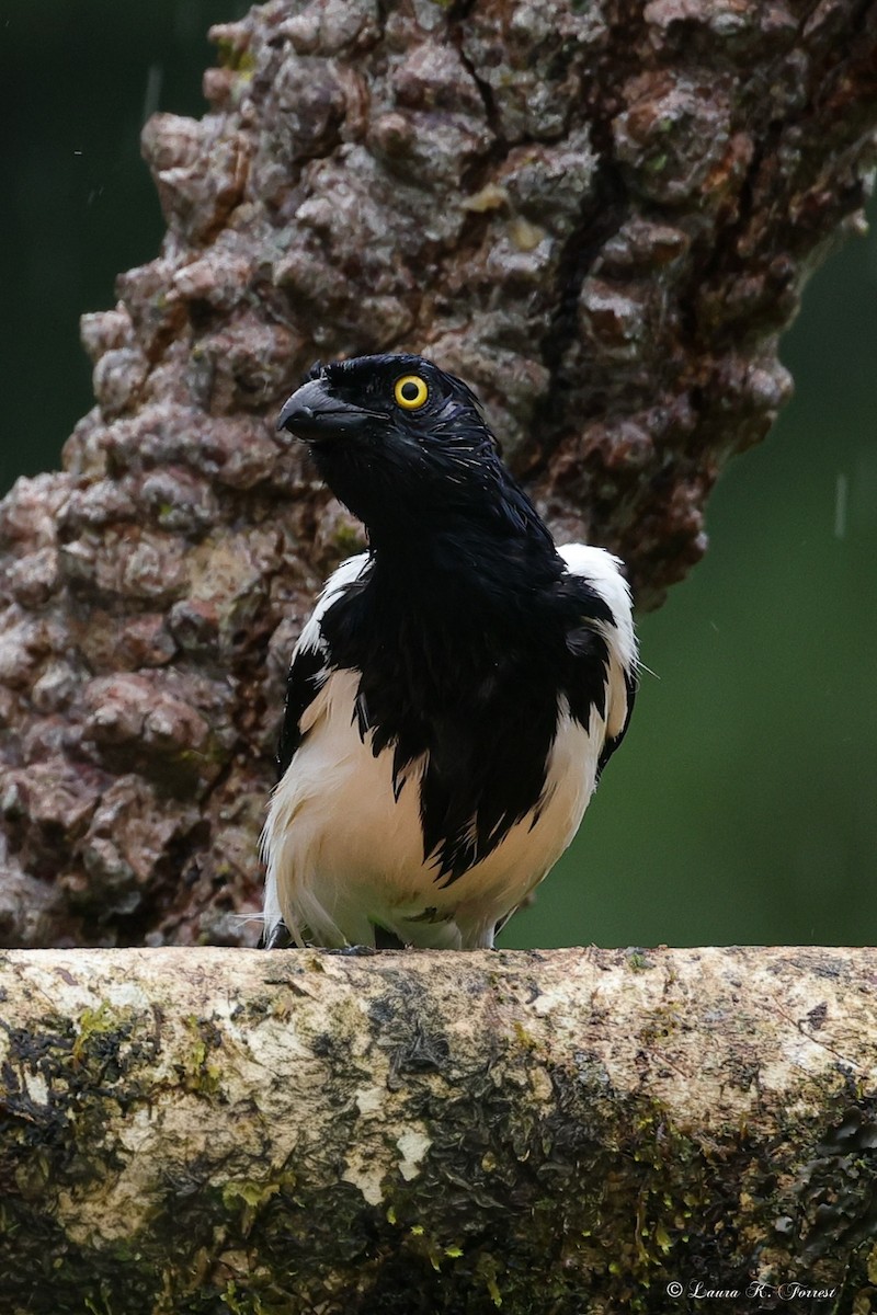 Tangara pillurion - ML647023016