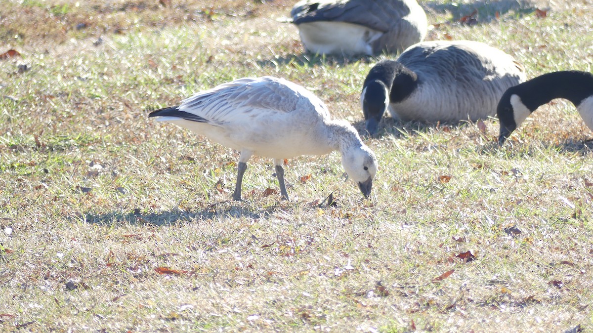 Oie des neiges - ML647023017