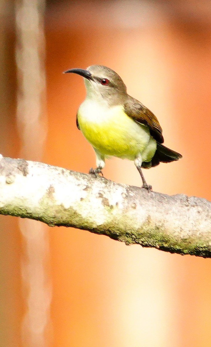 Souimanga à croupion pourpre - ML647023018