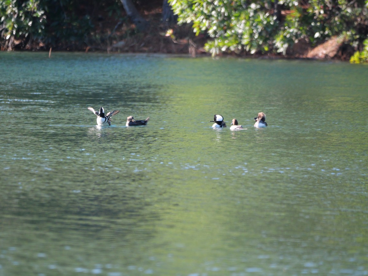 Harle couronné - ML647023019