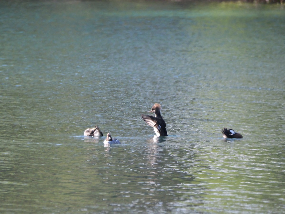 Harle couronné - ML647023020