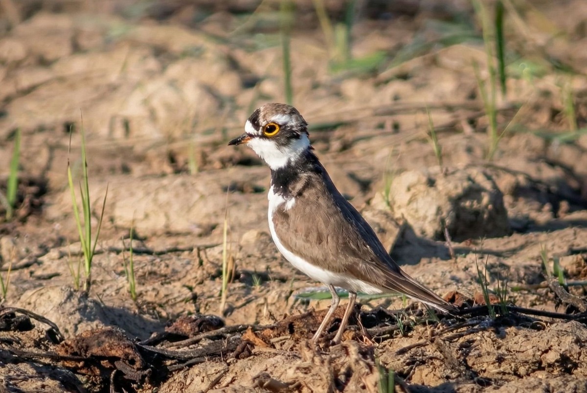 Pluvier petit-gravelot - ML647023021