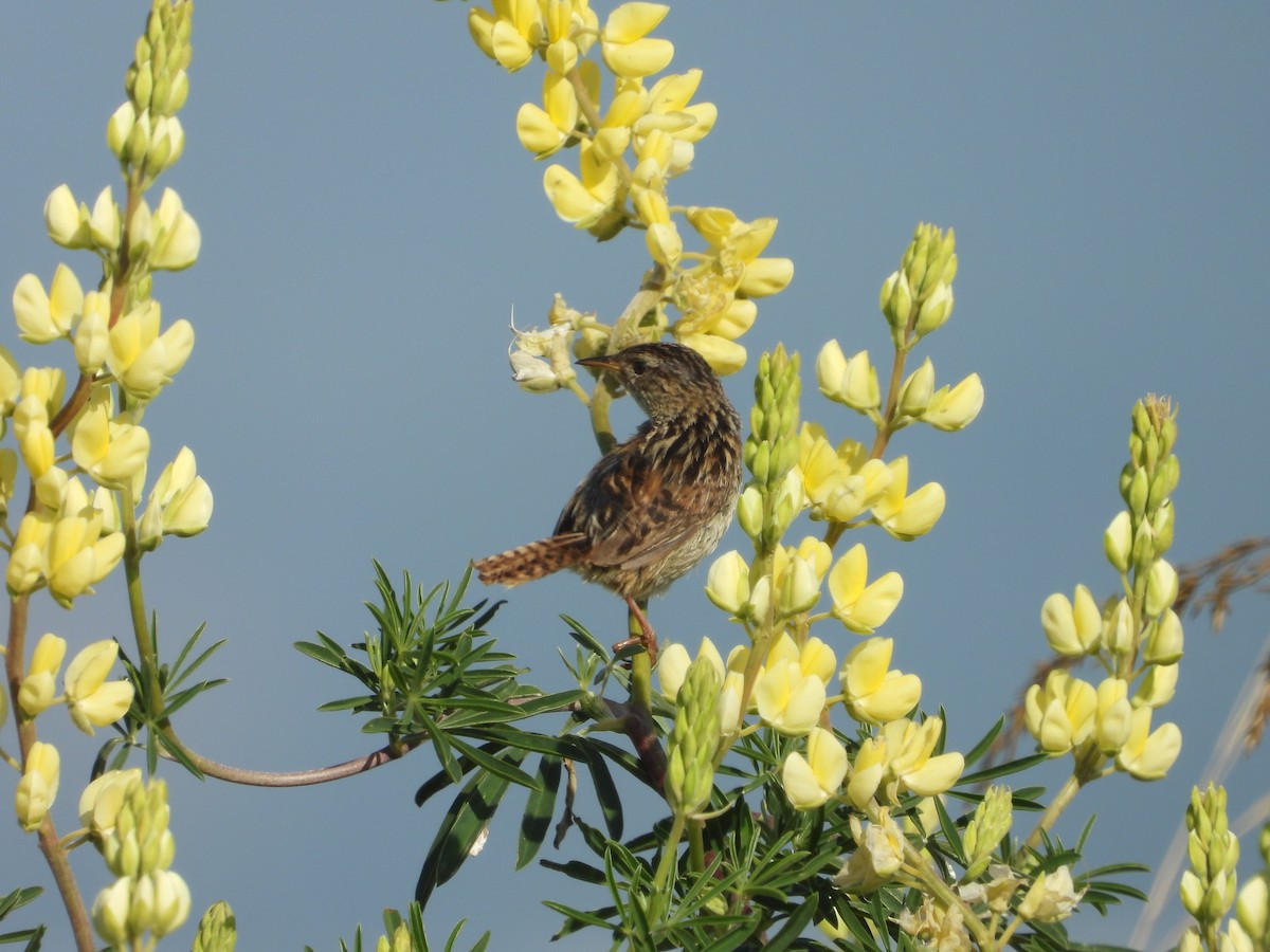 Troglodyte de Latham - ML647023022