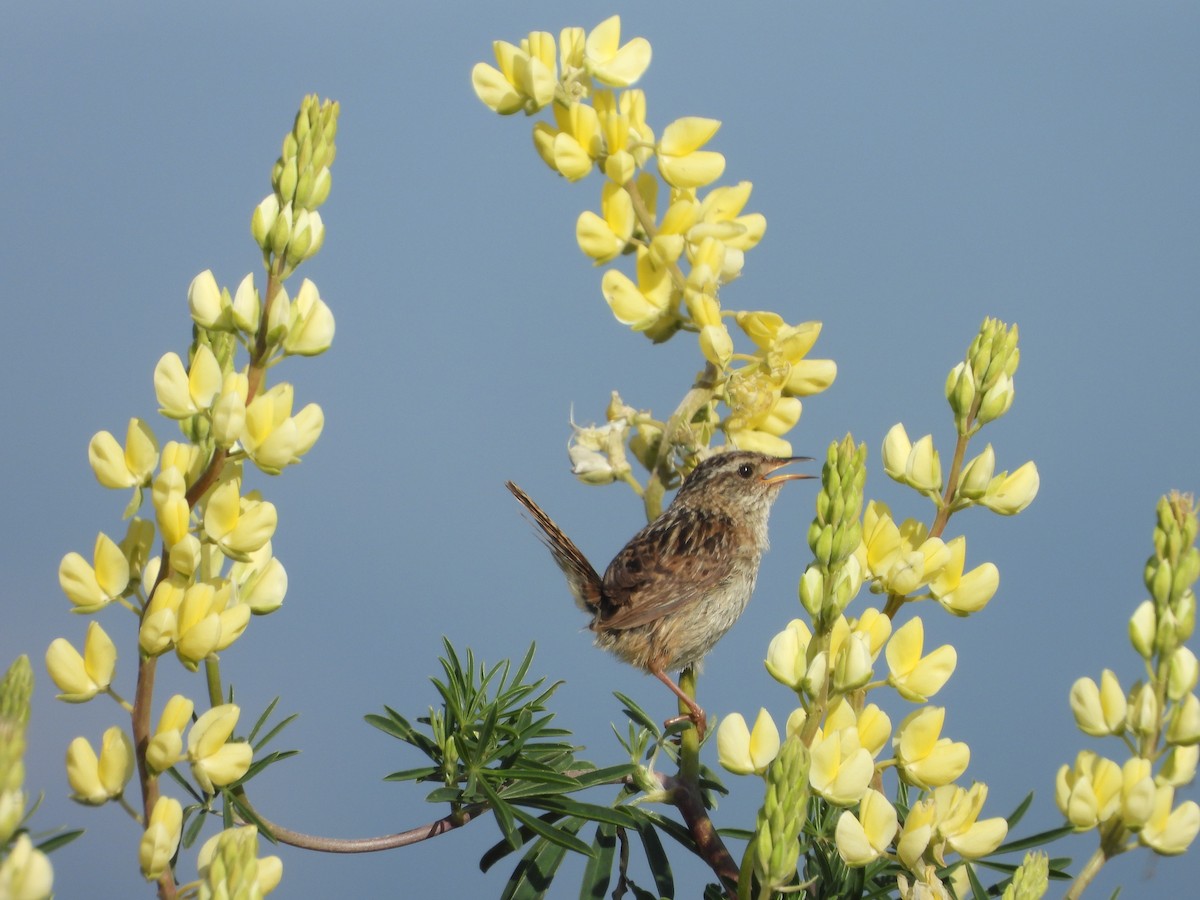 Troglodyte de Latham - ML647023023