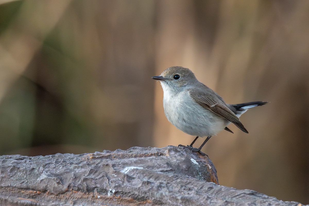 Gobemouche de la taïga - ML647023024
