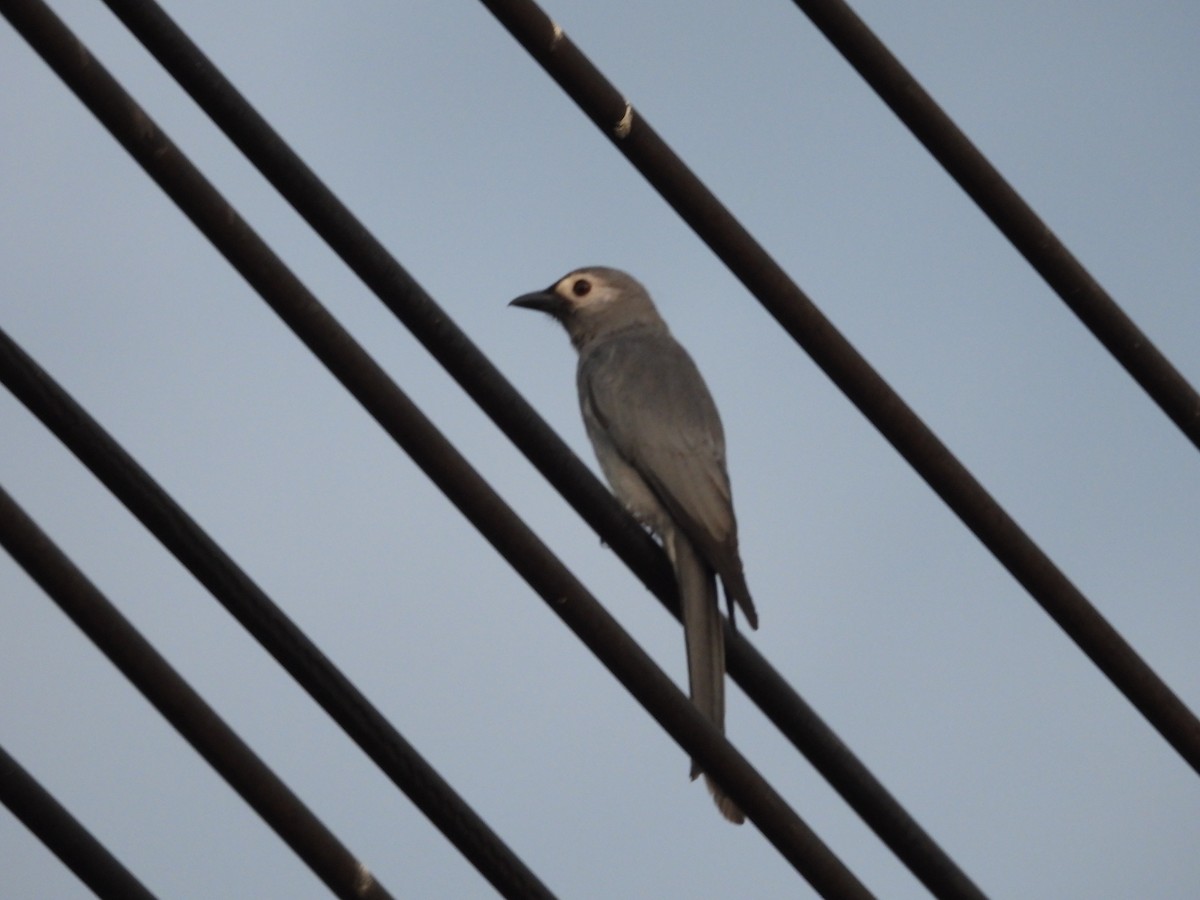 Drongo cendré - ML647023025