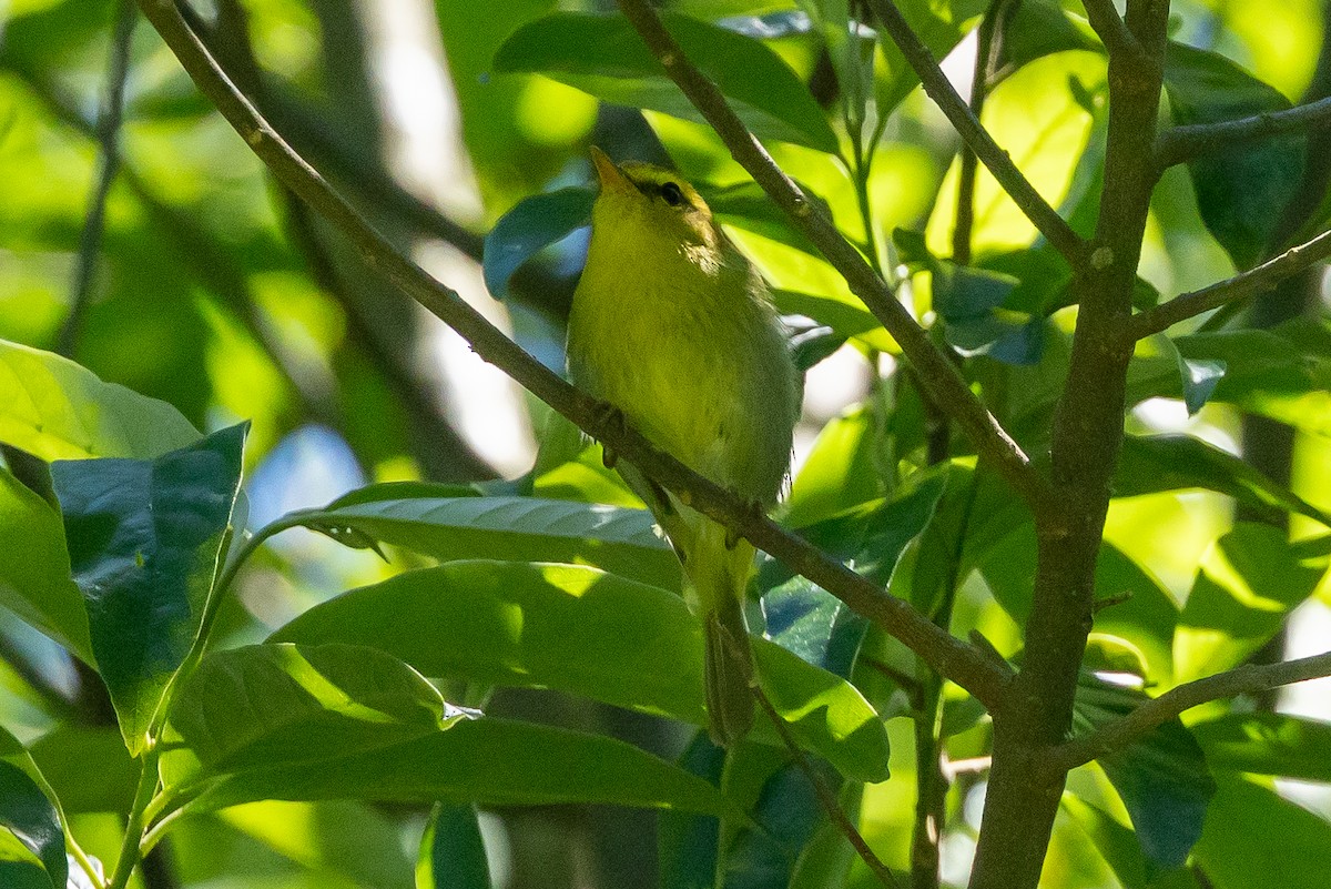Pouillot à gorge jaune - ML647023026
