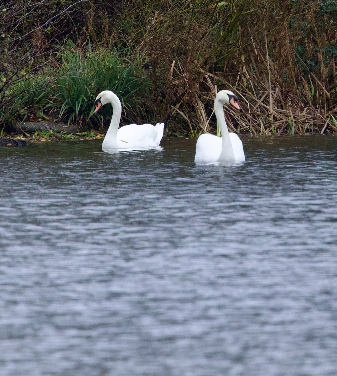 Cygne tuberculé - ML647023027