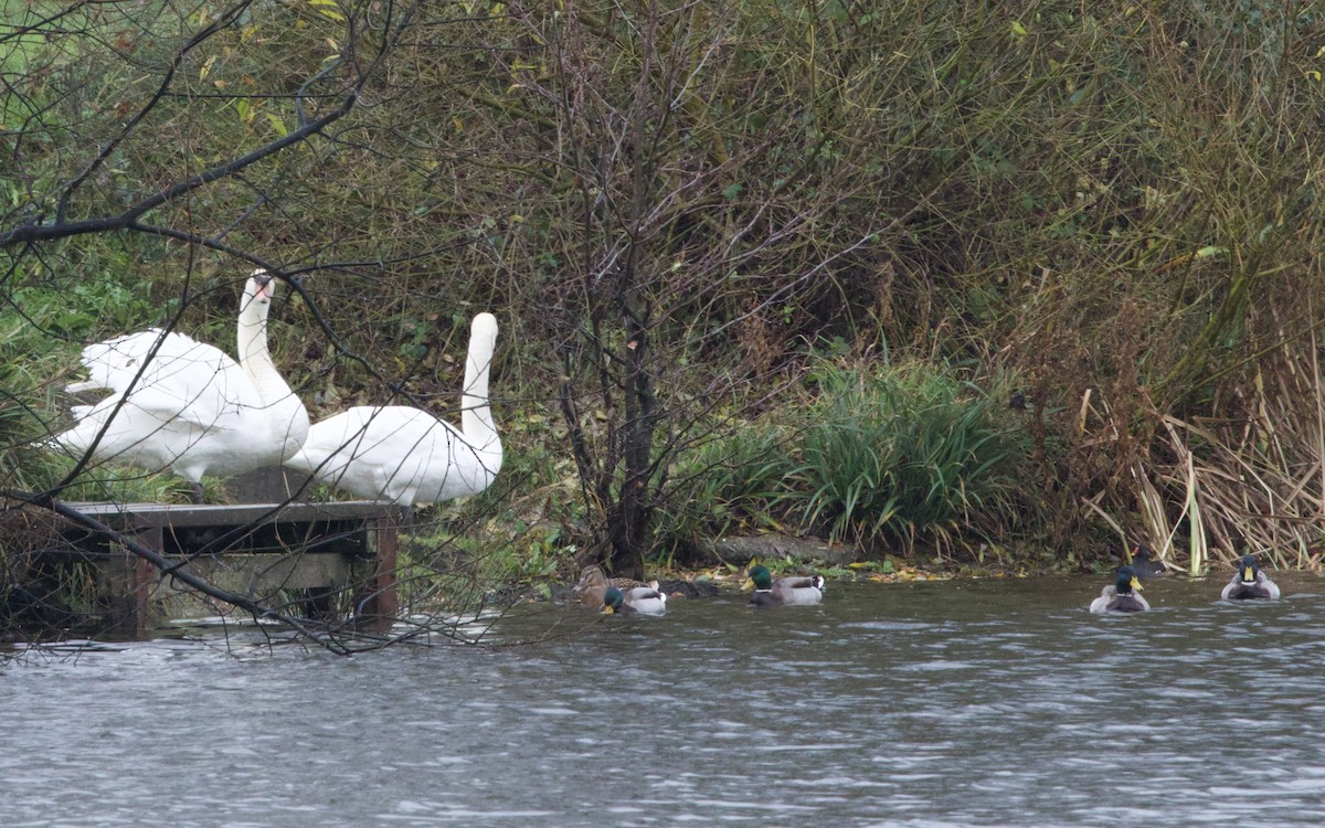 Cygne tuberculé - ML647023028
