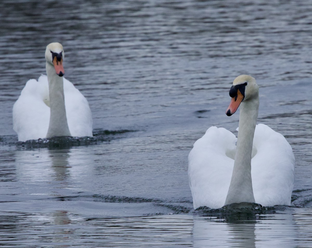 Cygne tuberculé - ML647023029