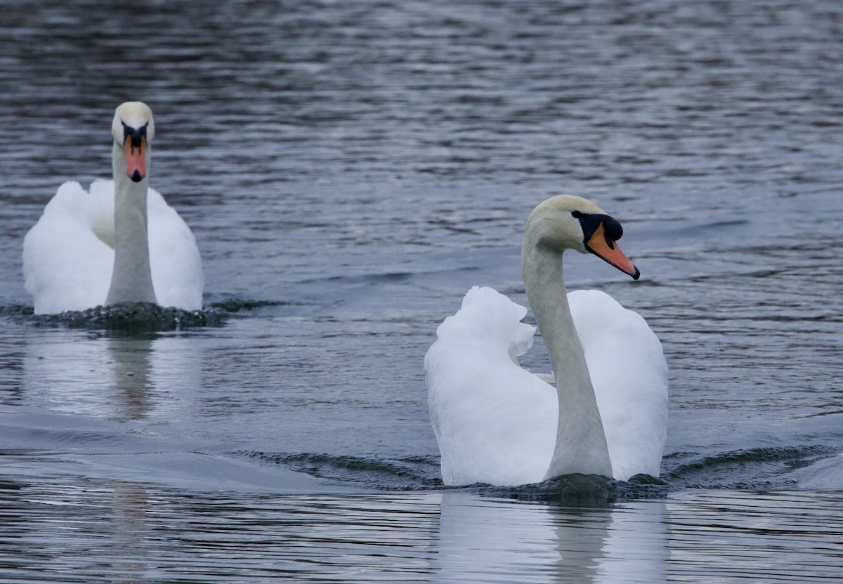 Cygne tuberculé - ML647023030