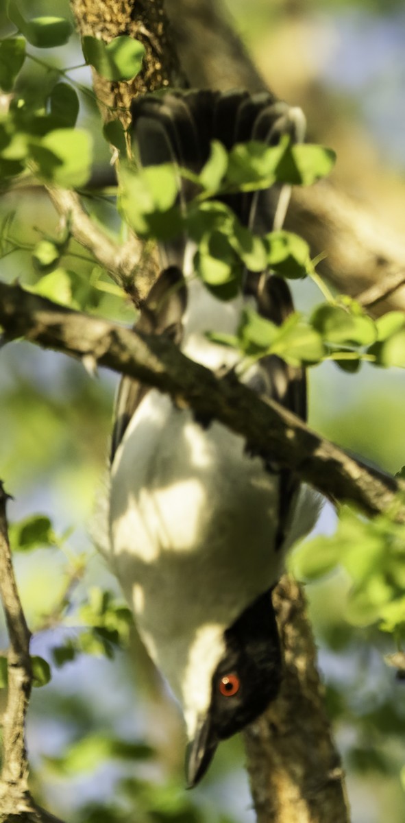 Cubla boule-de-neige - ML647023031