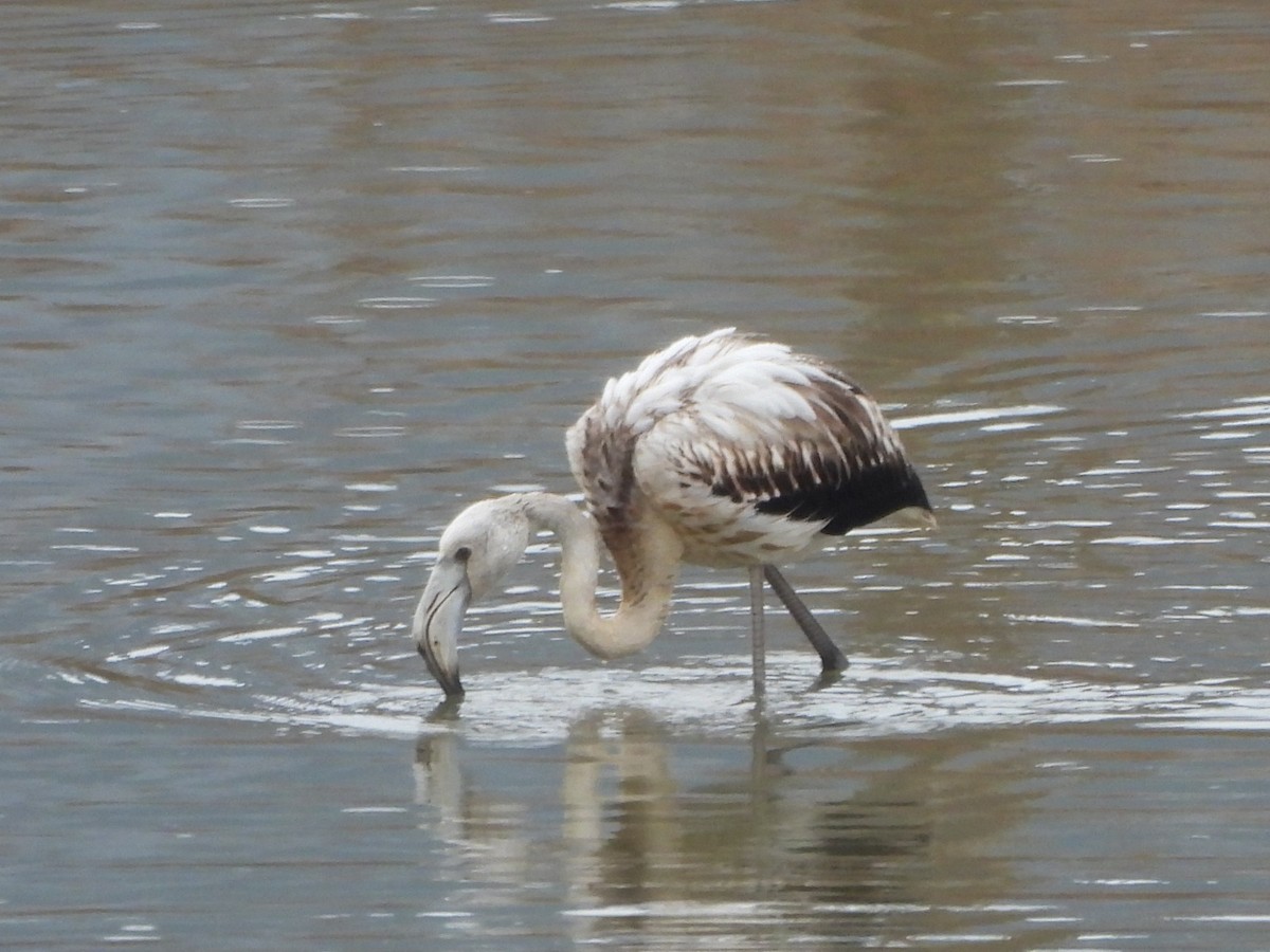Greater Flamingo - ML647023032