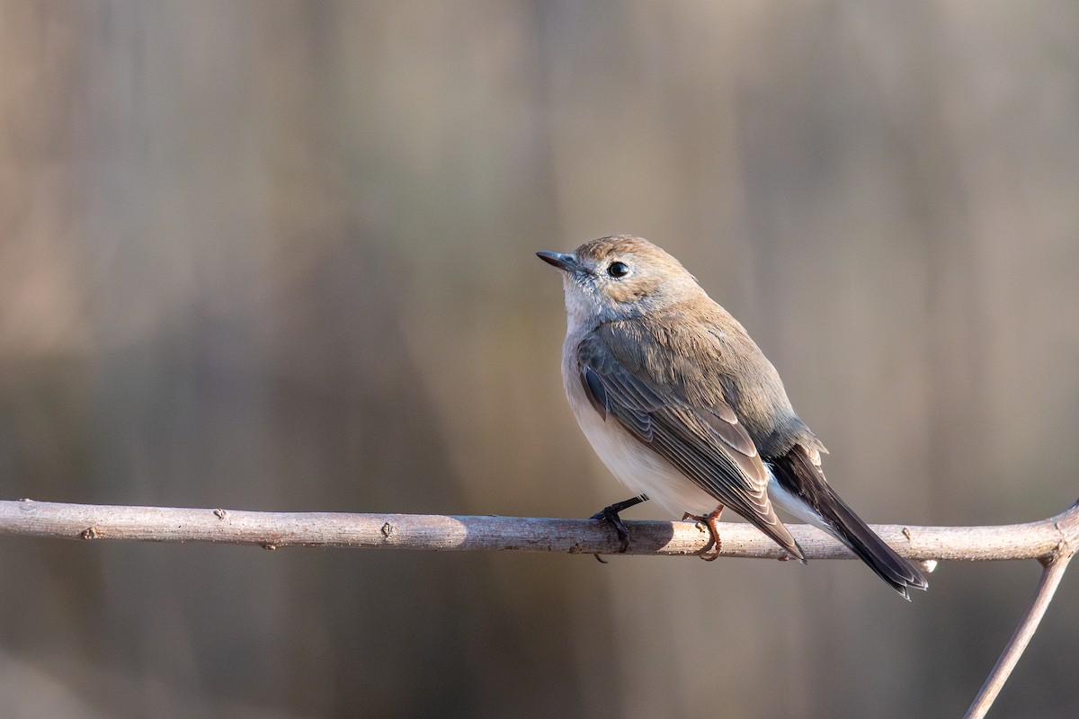 Gobemouche de la taïga - ML647023033