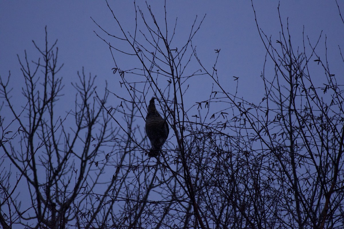 Gélinotte huppée - ML647023034