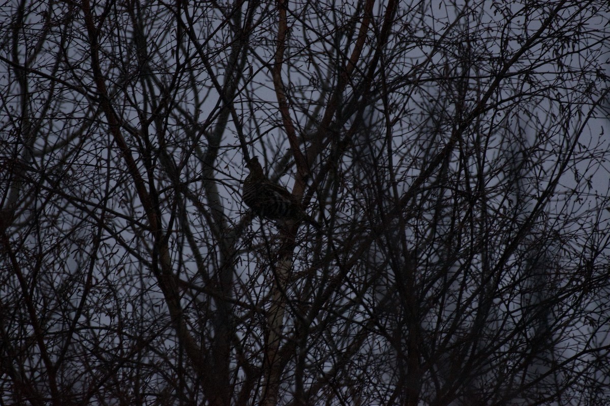 Gélinotte huppée - ML647023035