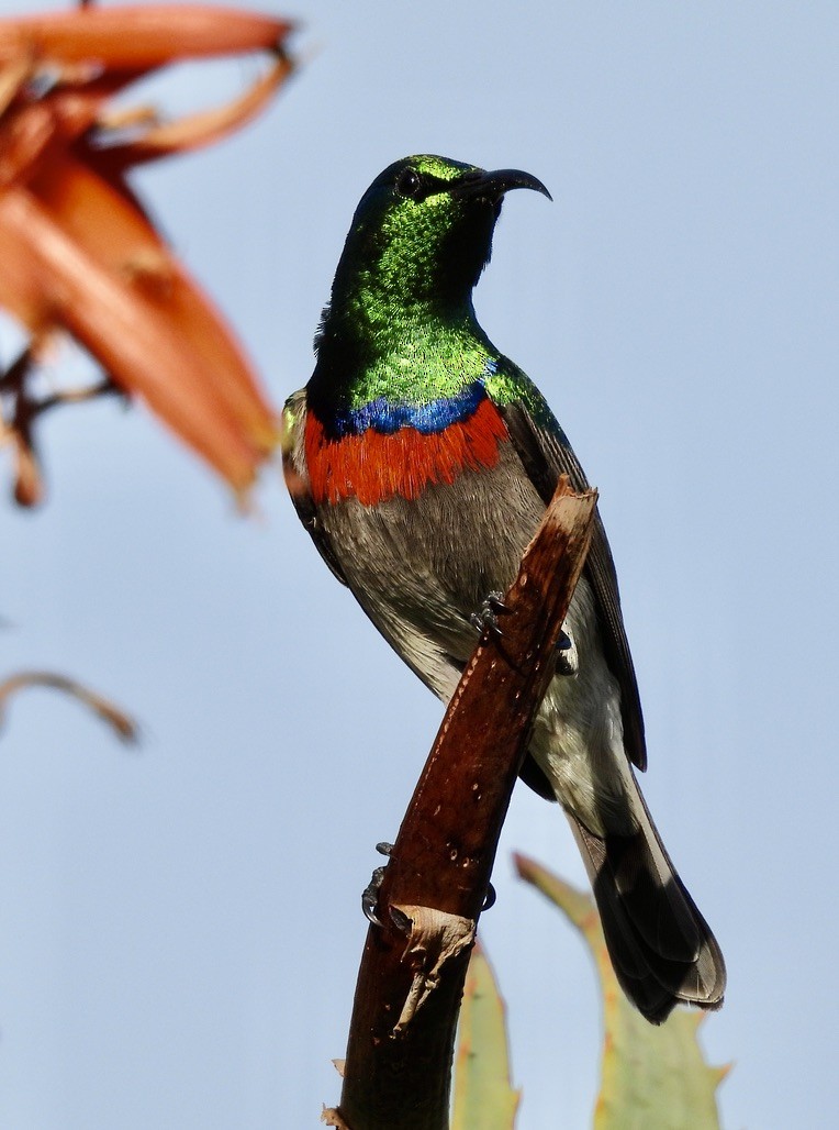 ミナミゴシキタイヨウチョウ - ML647023036