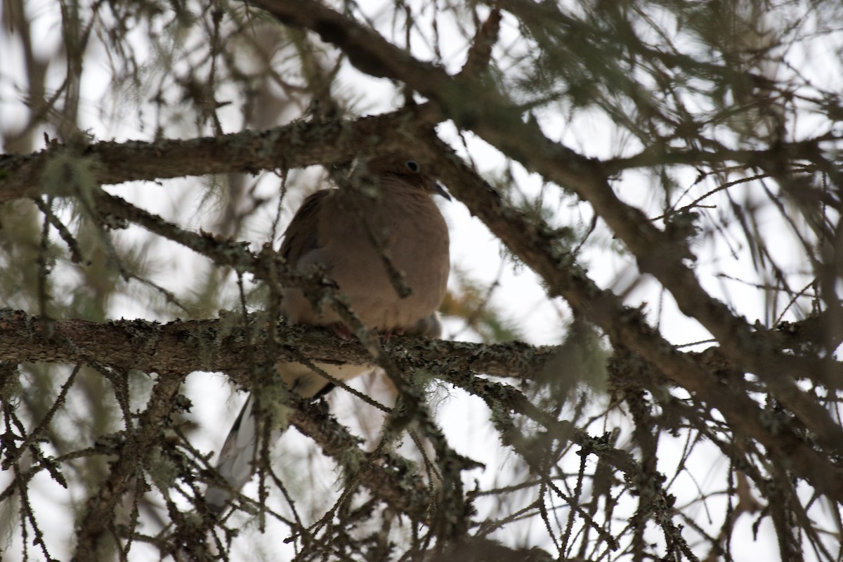 Tourterelle triste - ML647023037